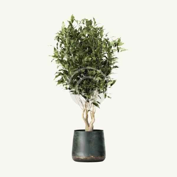 Eucalyptus tree - Image 2